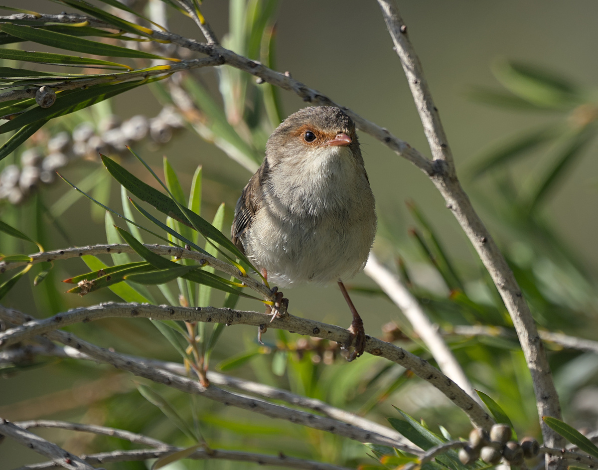 Superb Fairywren Superb Fairywren