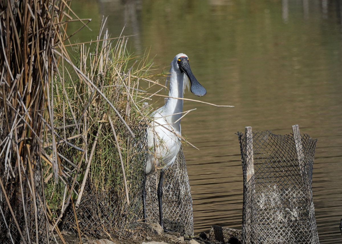 Royal Spoonbill Royal Spoonbill