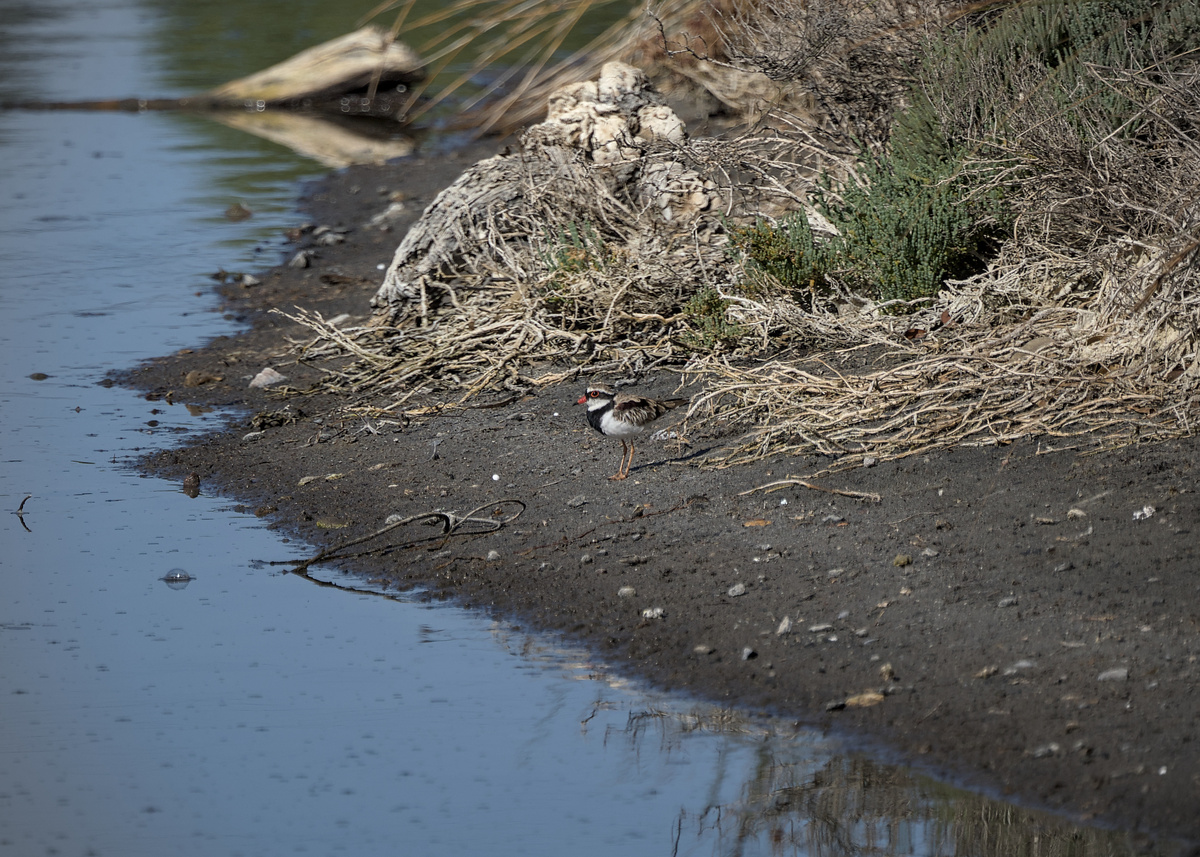 Black-fronted Dotterel Black-fronted Dotterel