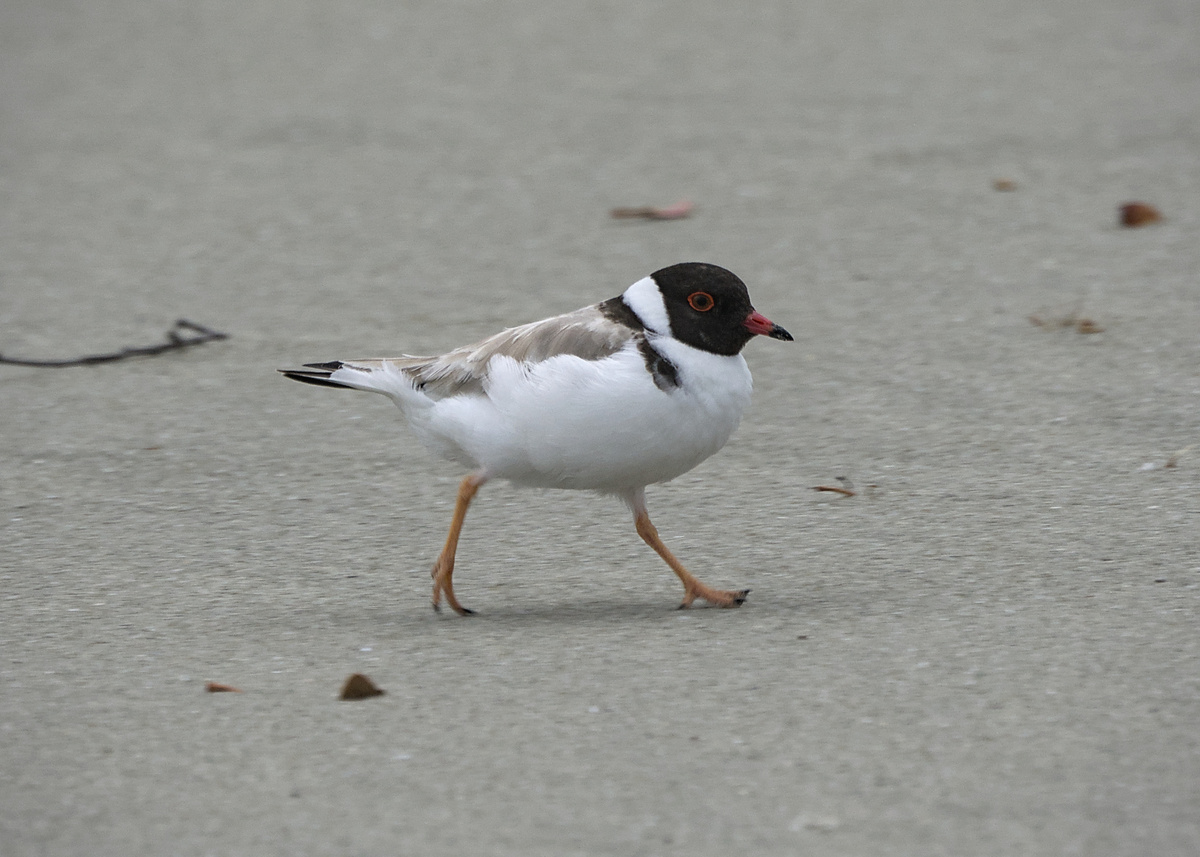 Hooded Plover Hooded Plover