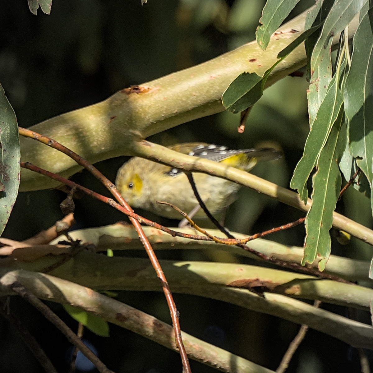 Forty-spotted Pardalote Forty-spotted Pardalote