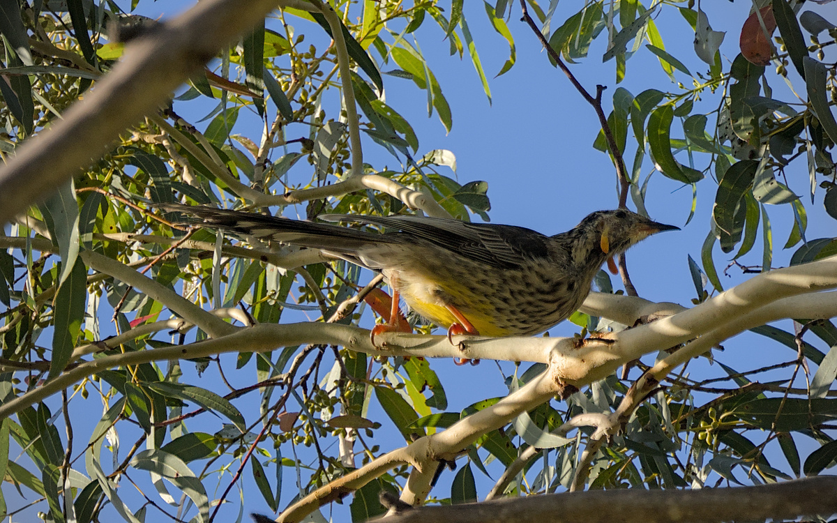Yellow Wattlebird Yellow Wattlebird