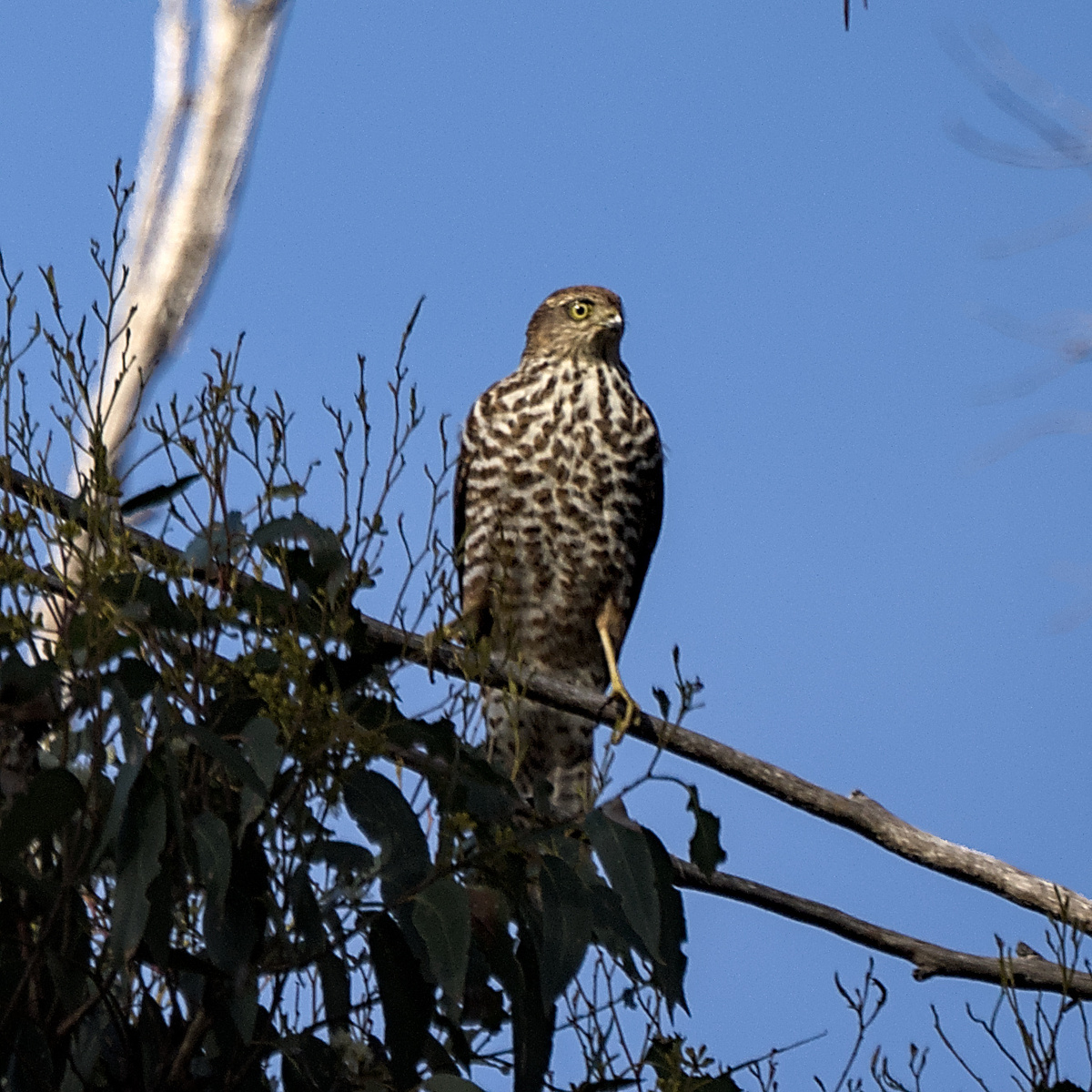 Collared Sparrowhawk Collared Sparrowhawk