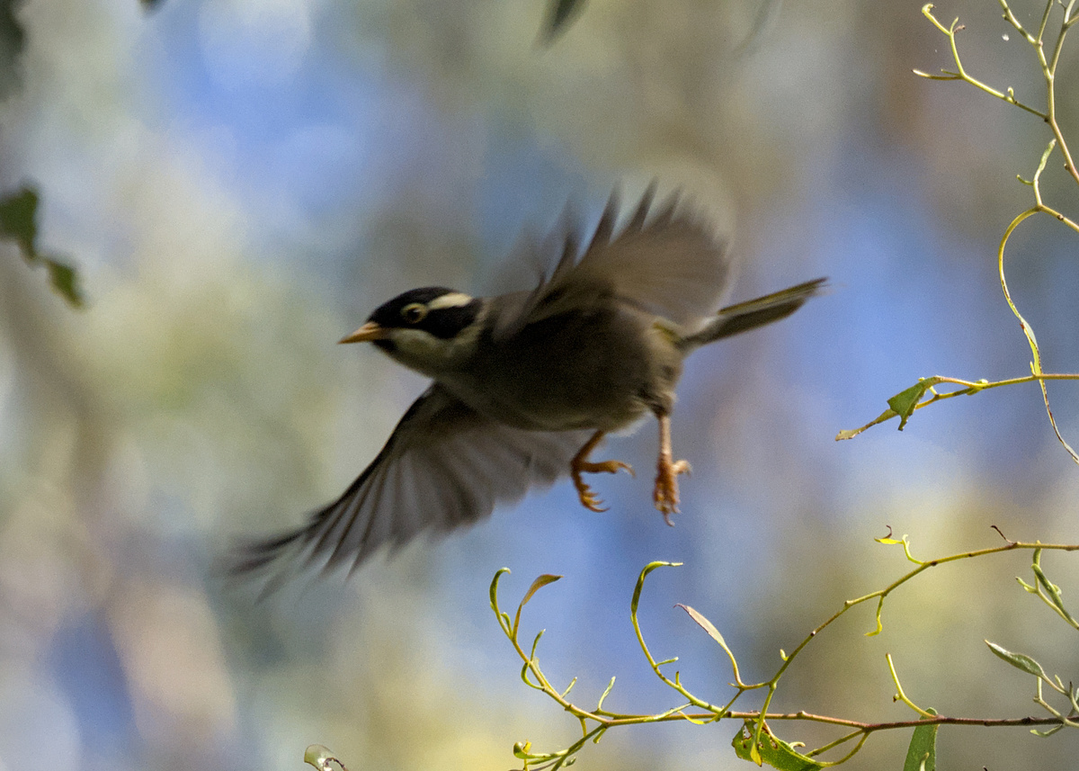Strong-billed Honeyeater Strong-billed Honeyeater