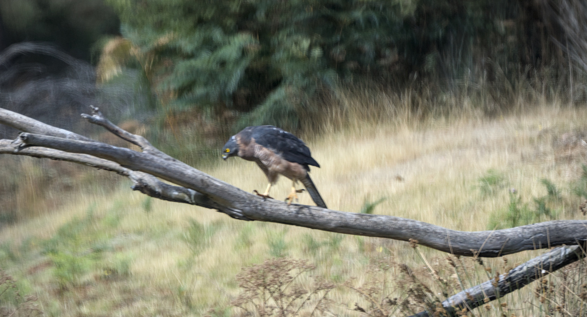 Brown Goshawk Brown Goshawk