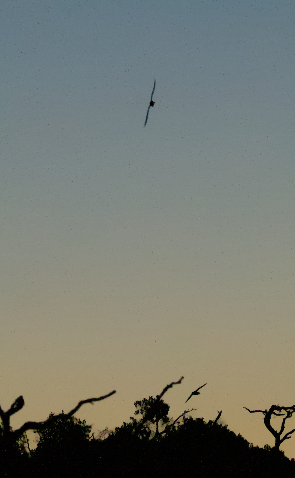 Short-tailed Shearwater Short-tailed Shearwater