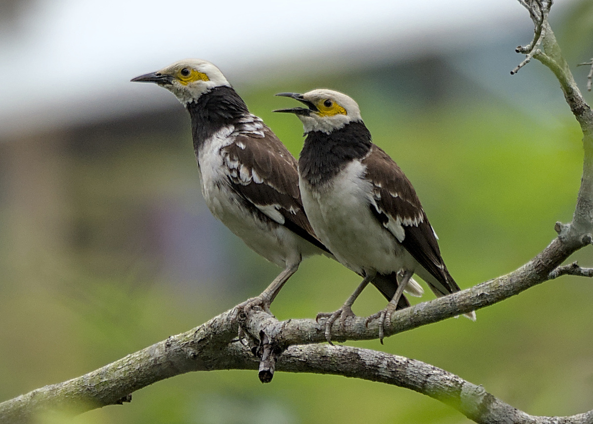 Black-collared Starling Black-collared Starling