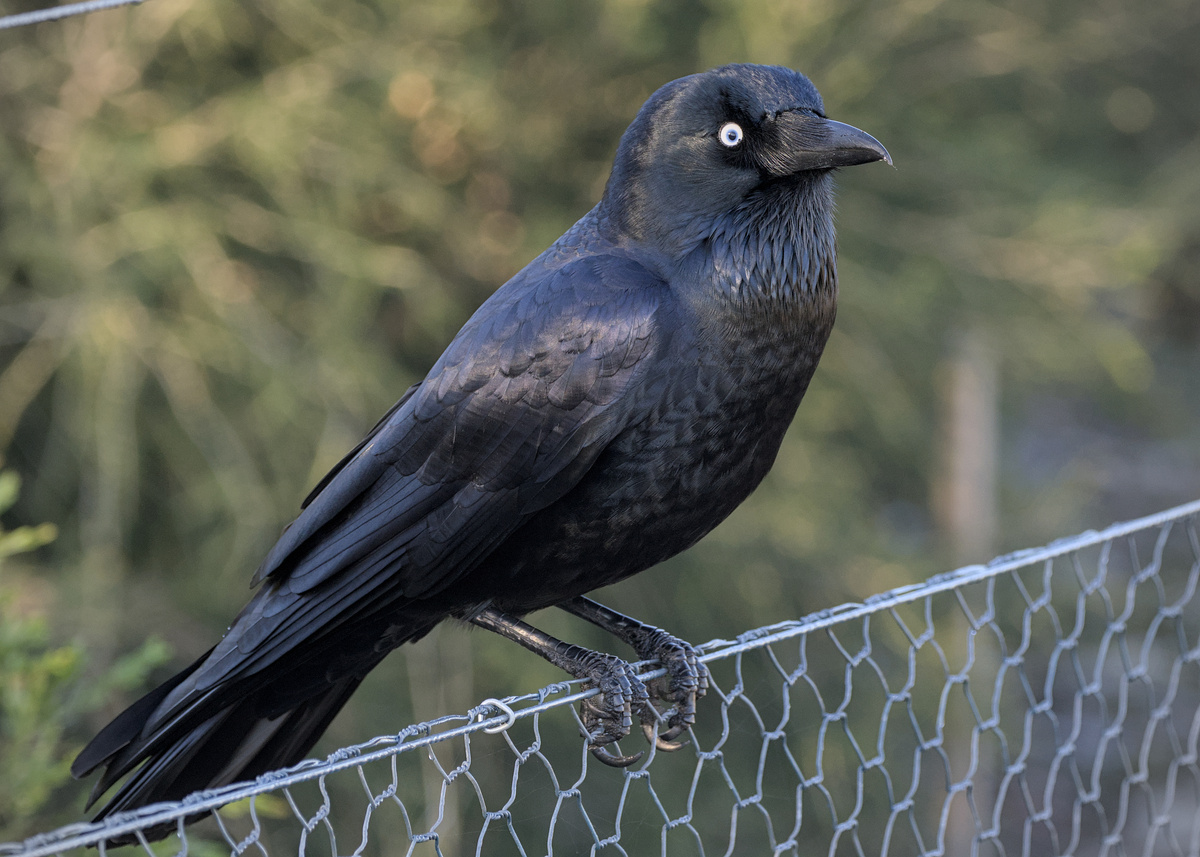Little Raven Little Raven