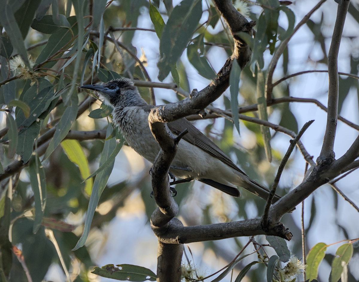 Little Friarbird Little Friarbird