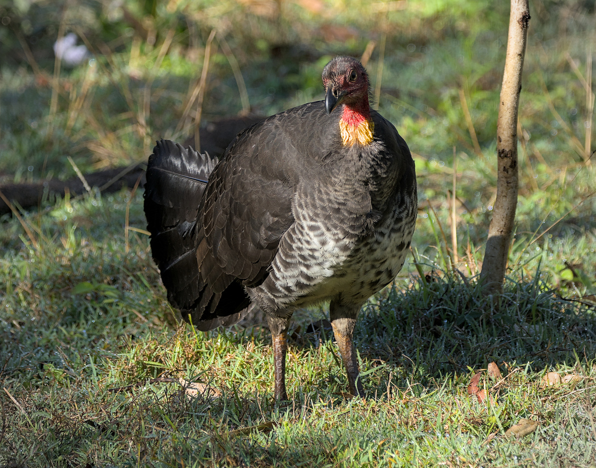Australian Brushturkey Australian Brushturkey