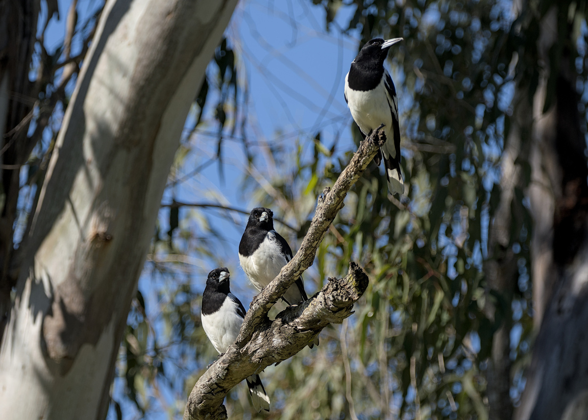 Pied Butcherbird Pied Butcherbird