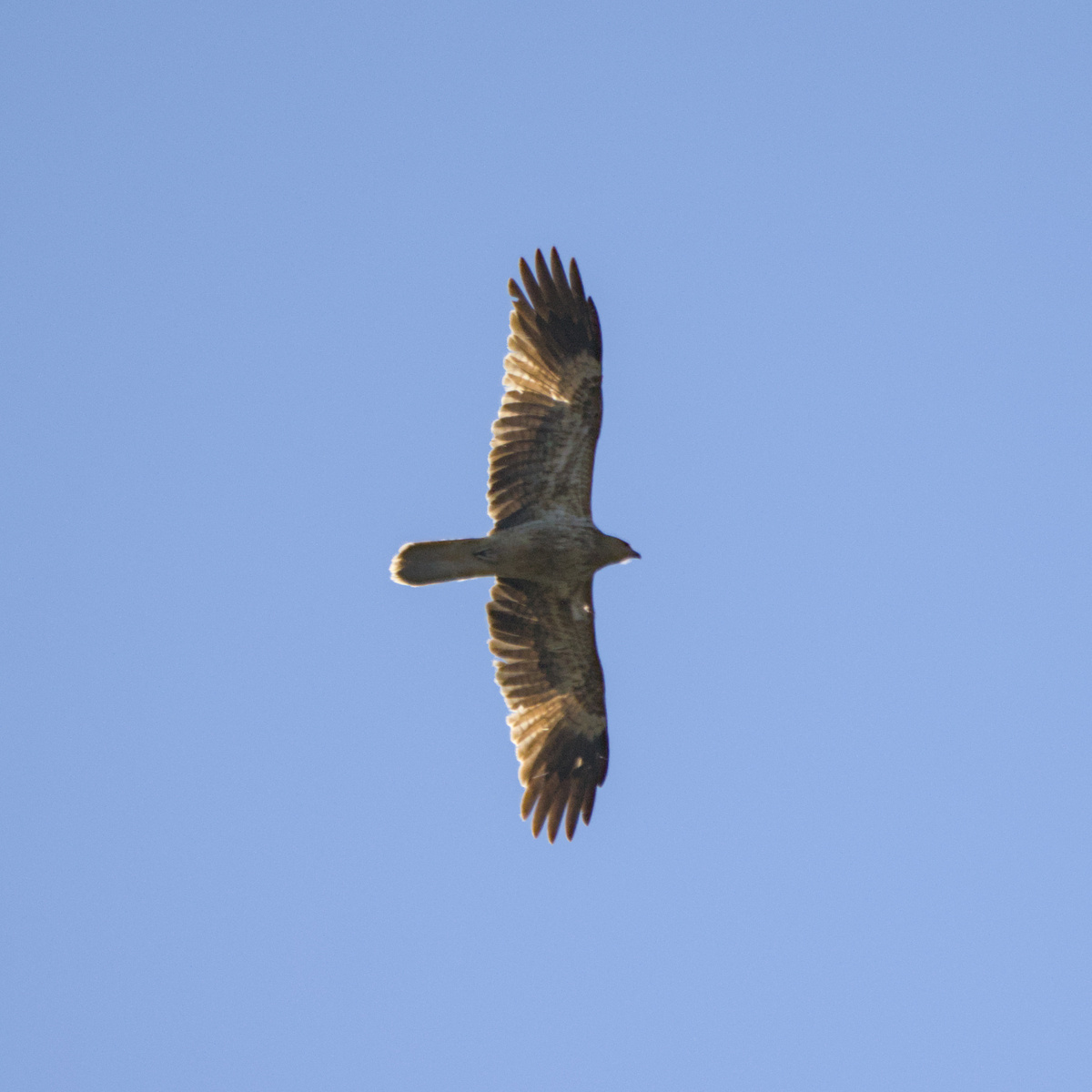 Whistling Kite Whistling Kite