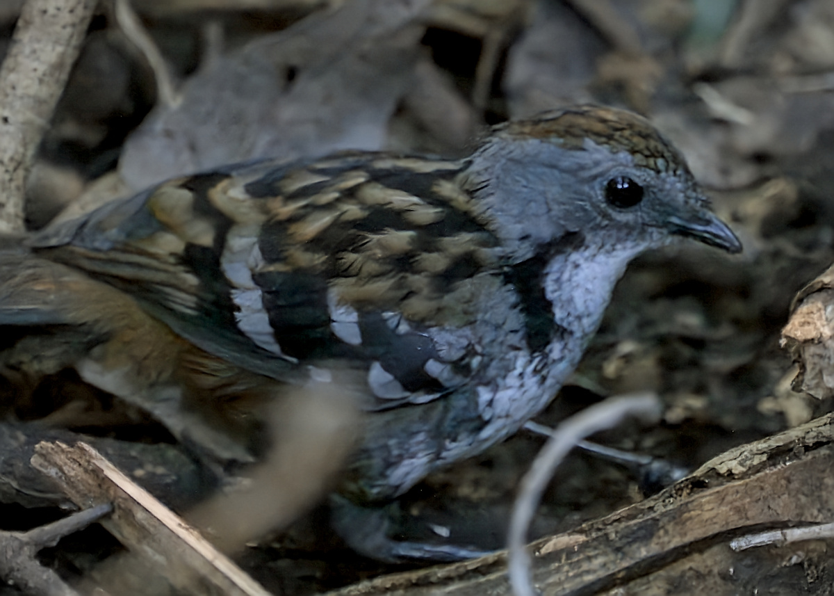 Australian Logrunner Australian Logrunner