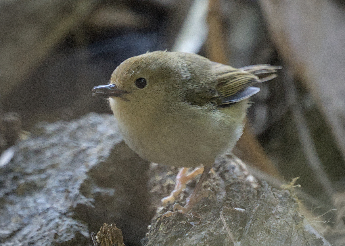Large-billed Scrubwren Large-billed Scrubwren