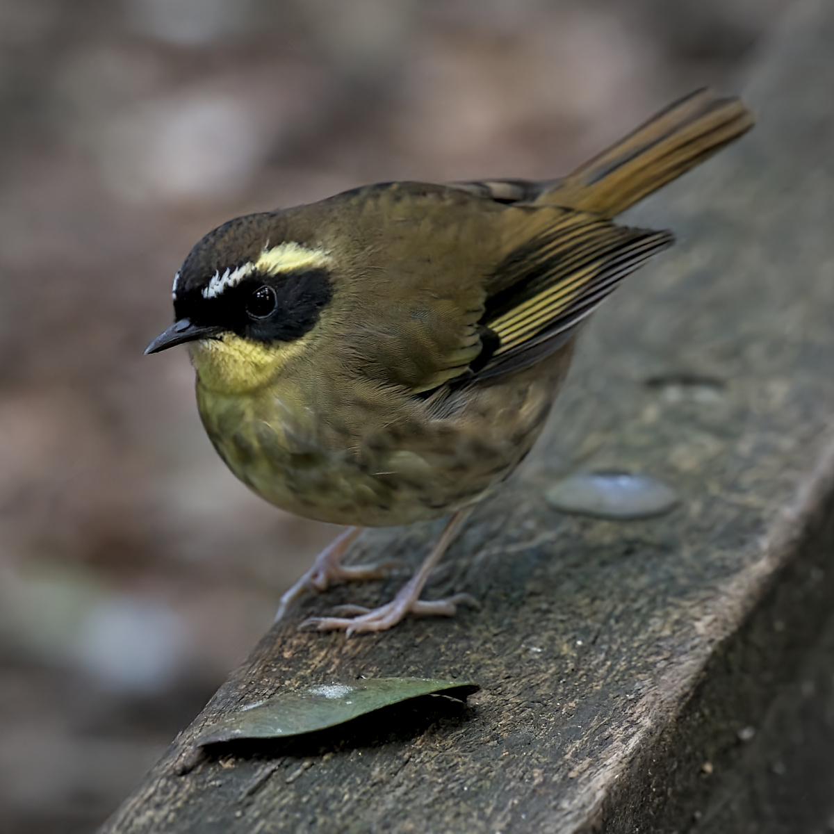 Yellow-throated Scrubwren Yellow-throated Scrubwren