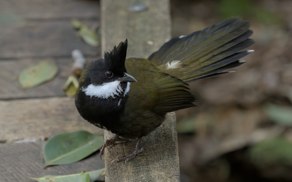 Eastern Whipbird Eastern Whipbird