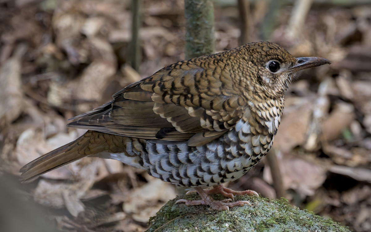 Bassian Thrush Bassian Thrush