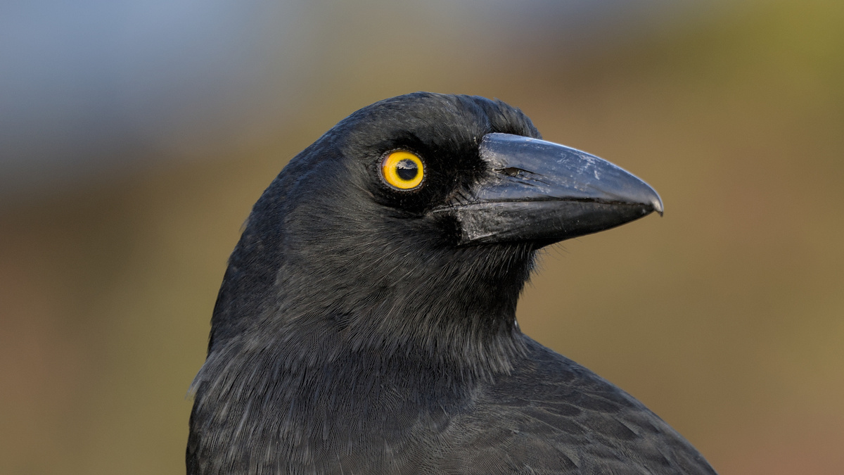Pied Currawong Pied Currawong