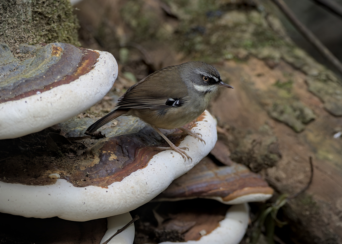 White-browed Scrubwren White-browed Scrubwren