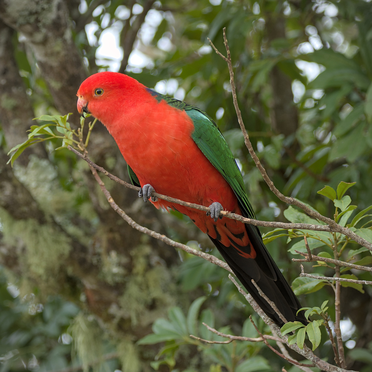 Australian King-Parrot Australian King-Parrot
