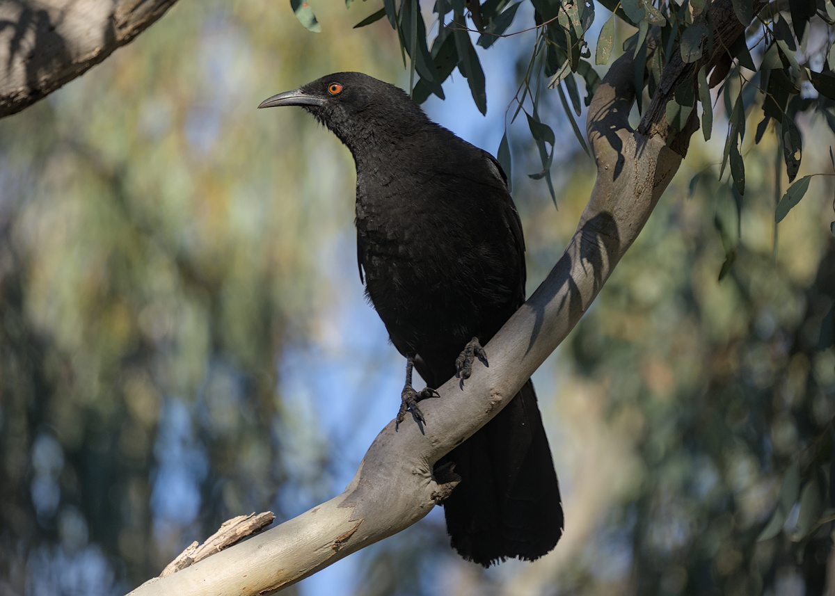 White-winged Chough White-winged Chough