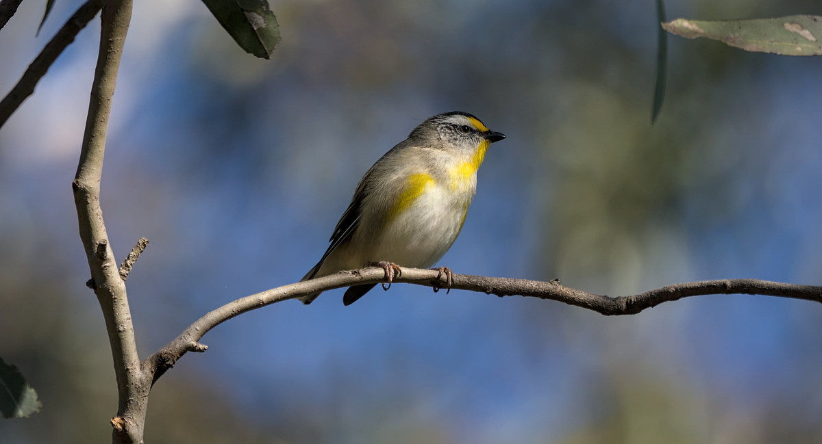 Striated Pardalote Striated Pardalote