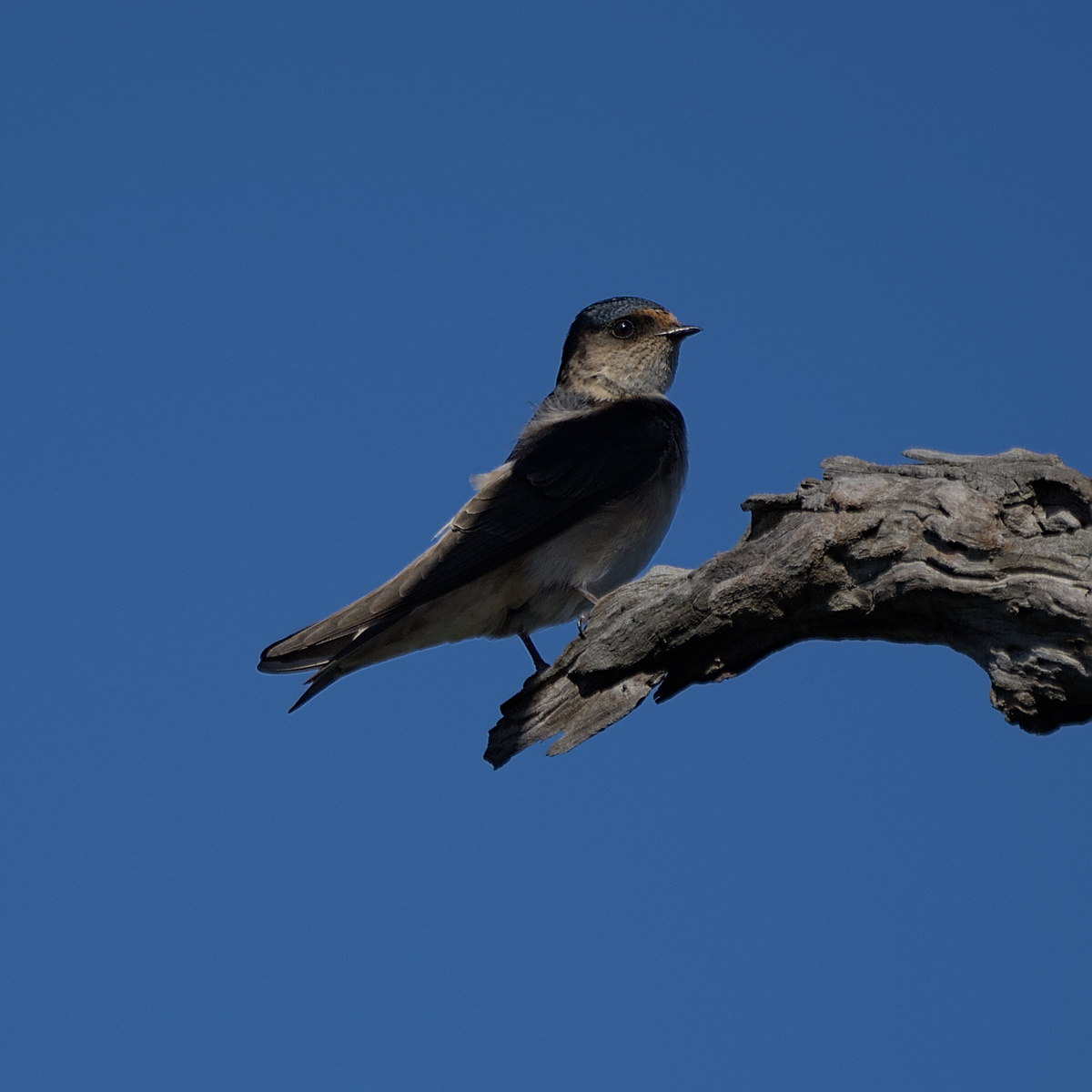 Tree Martin Tree Martin