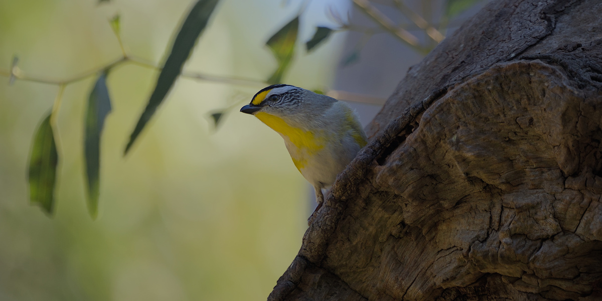Striated Pardalote Striated Pardalote