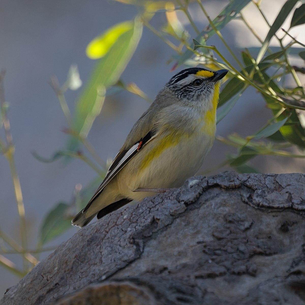 Striated Pardalote Striated Pardalote