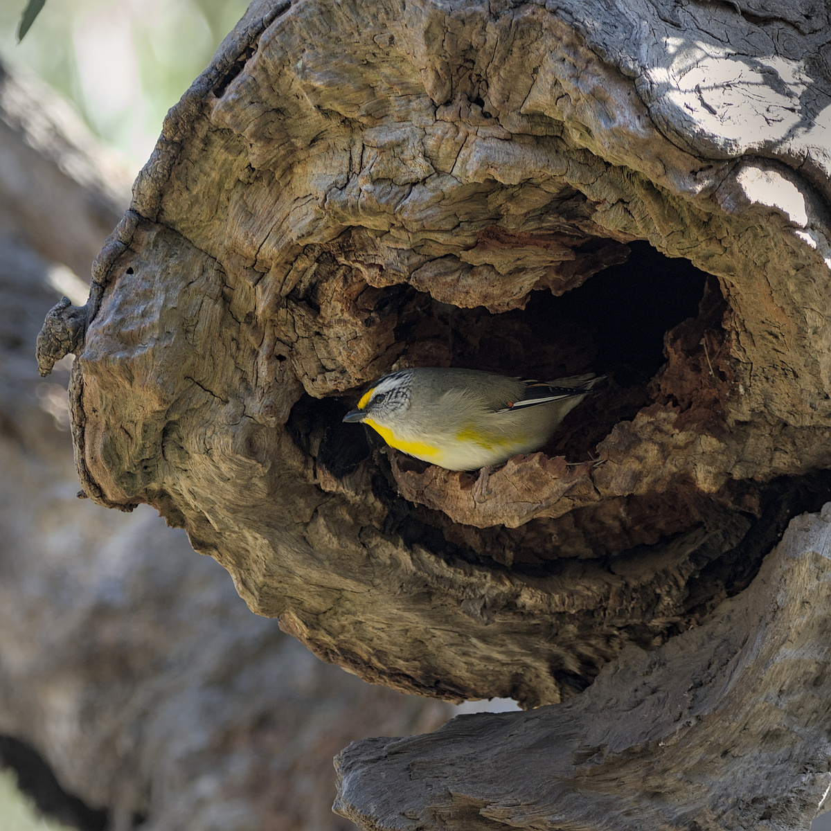 Striated Pardalote Striated Pardalote