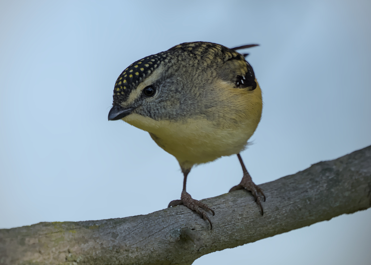 Spotted Pardalote Spotted Pardalote
