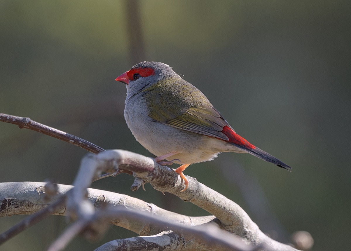 Red-browed Firetail Red-browed Firetail