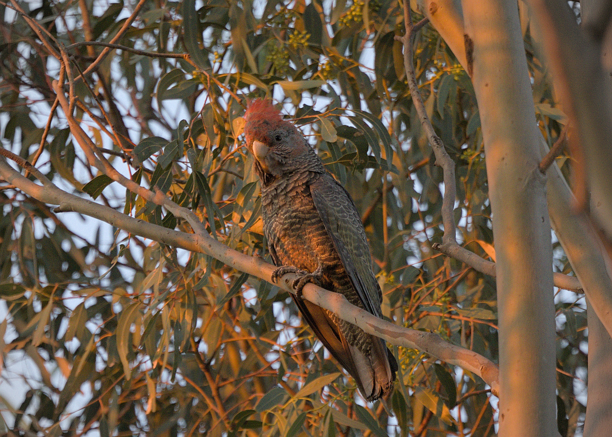 Gang-gang Cockatoo Gang-gang Cockatoo