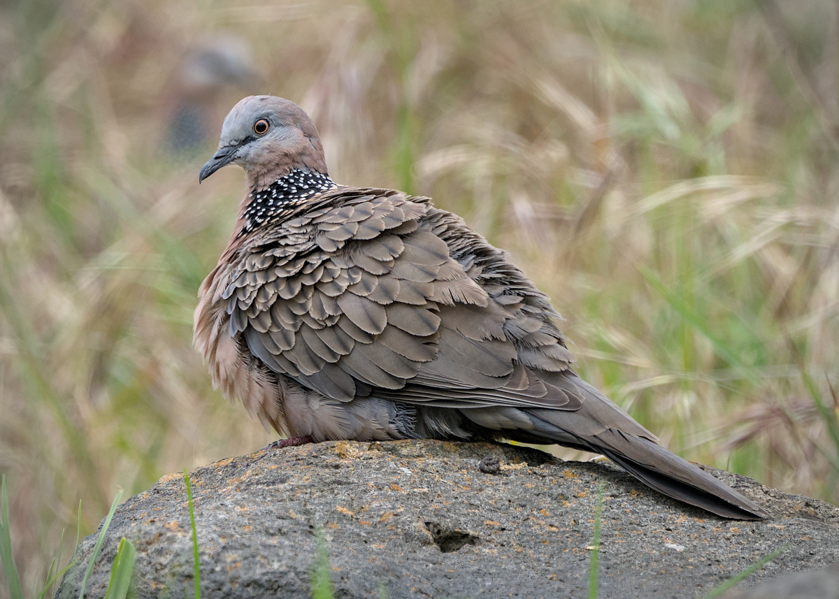 Spotted Dove Spotted Dove