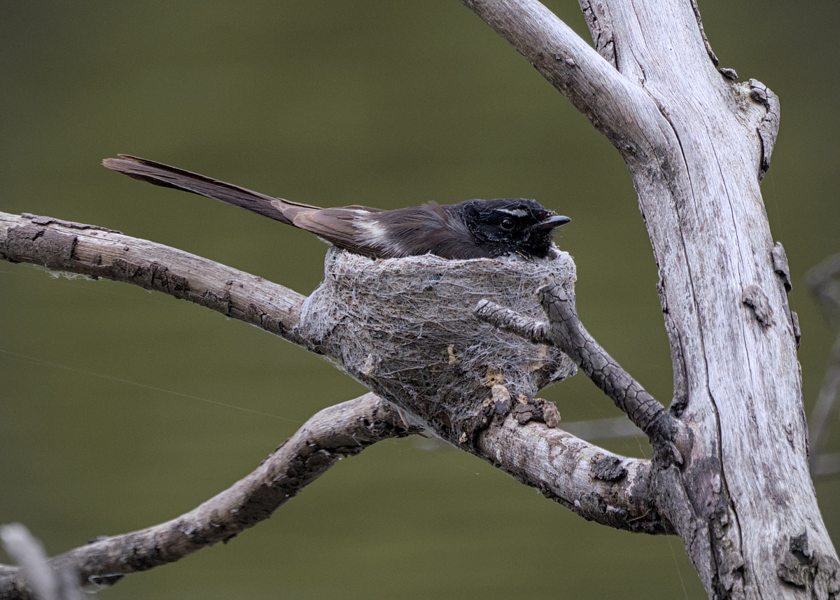 Willie-wagtail Willie-wagtail