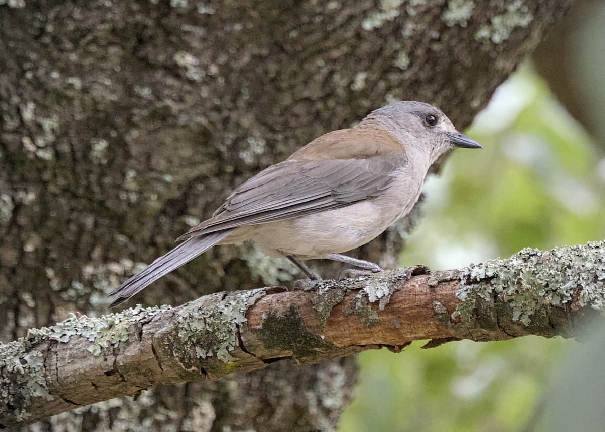 Gray Shrikethrush Gray Shrikethrush