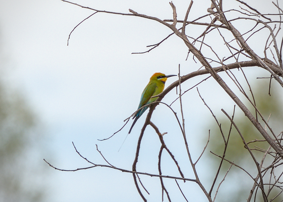 Rainbow Bee-eater Rainbow Bee-eater