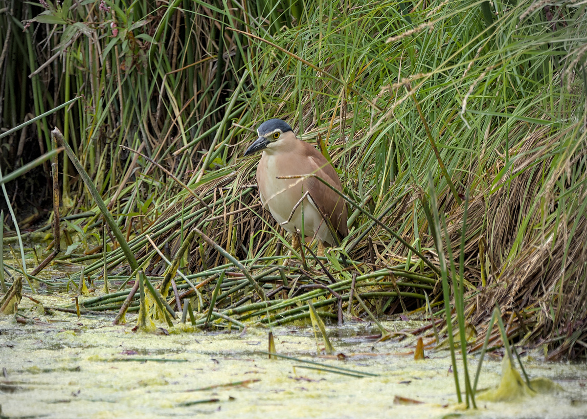Nankeen Night Heron Nankeen Night Heron