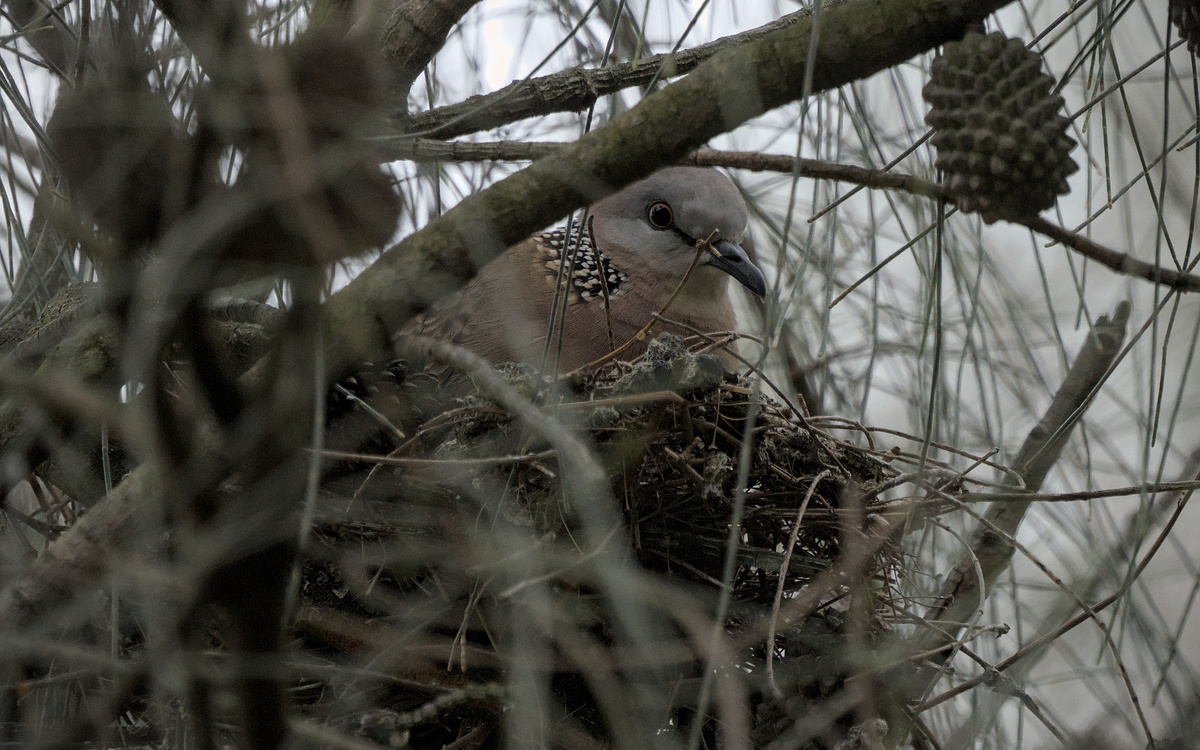 Spotted Dove Spotted Dove
