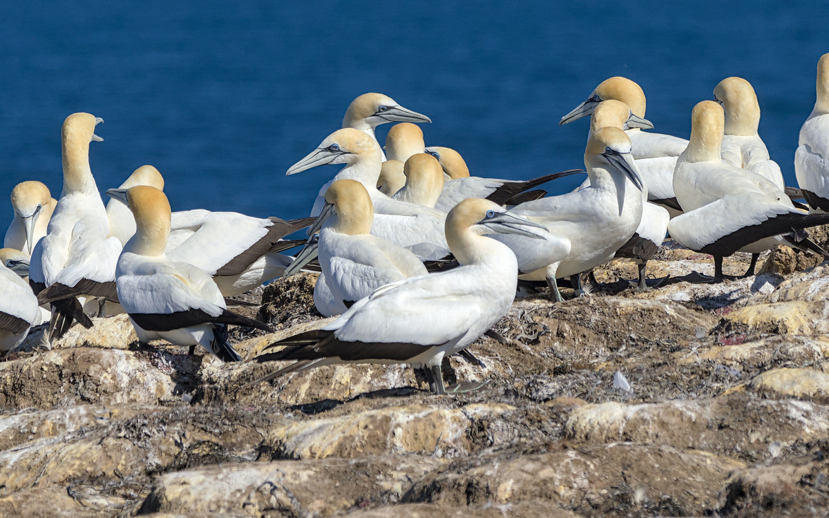 Australasian Gannet Australasian Gannet