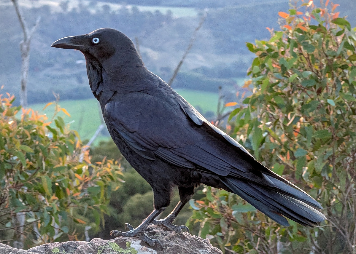 Australian Raven Australian Raven