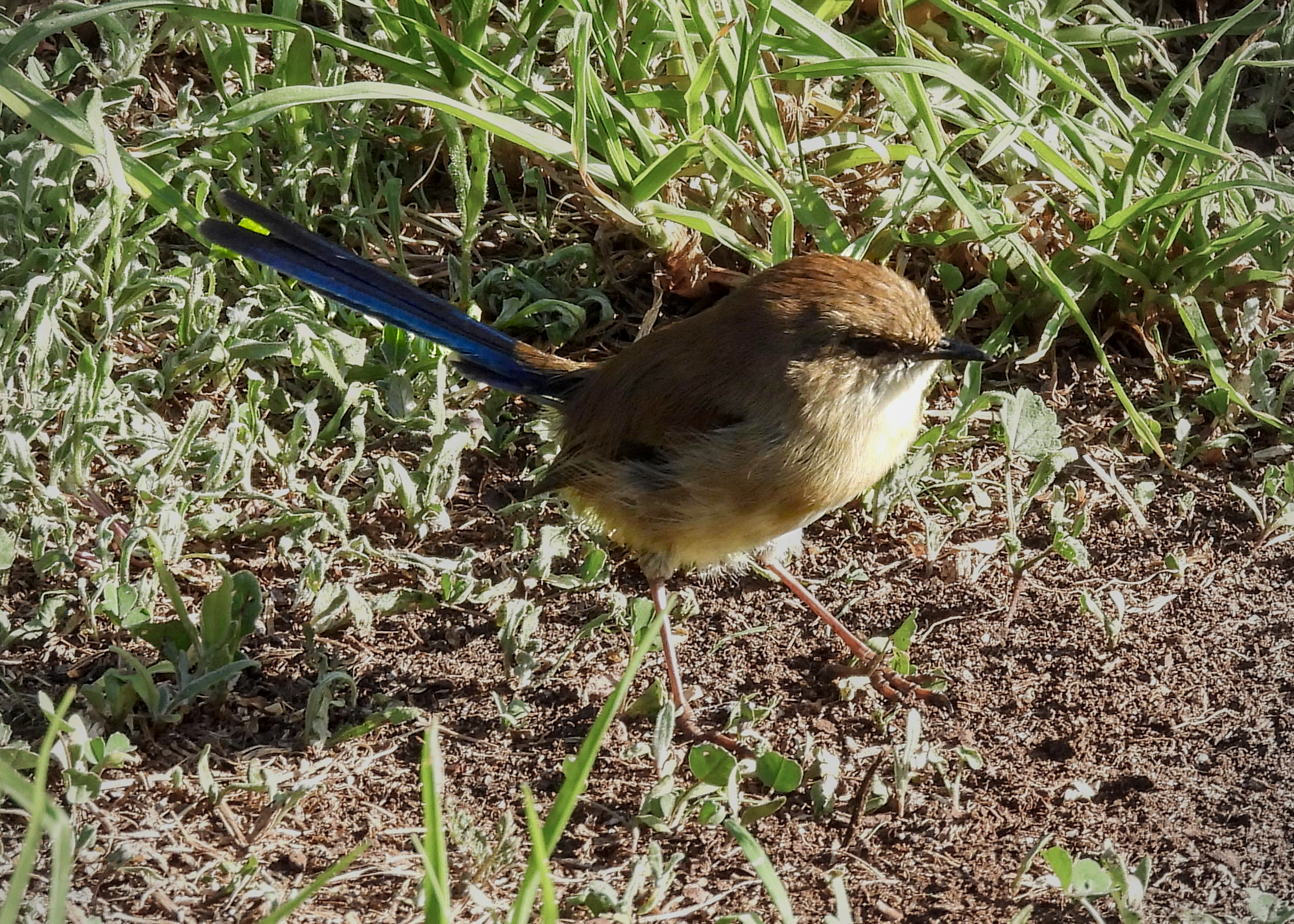 Superb Fairywren