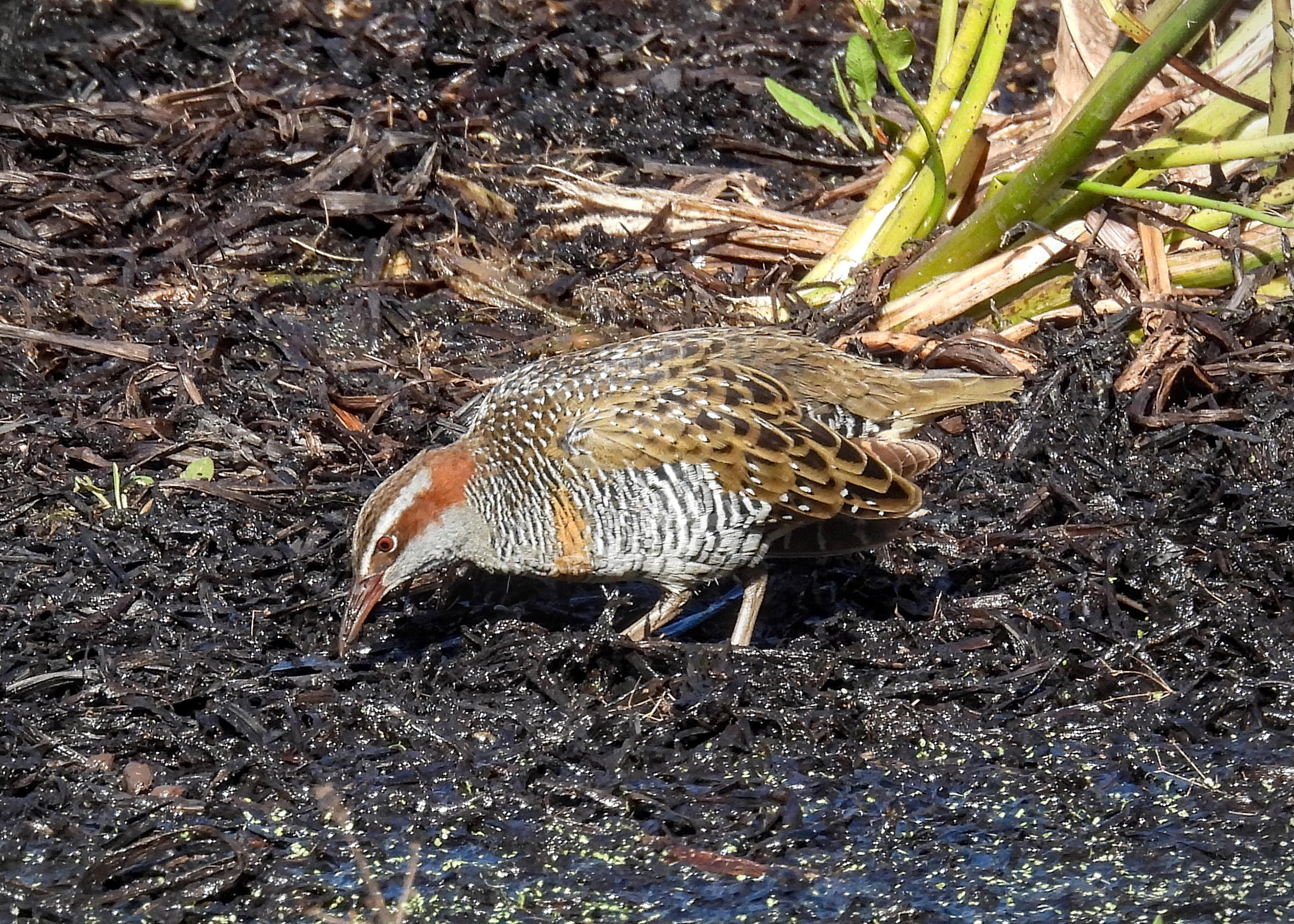 Buff-banded Rail