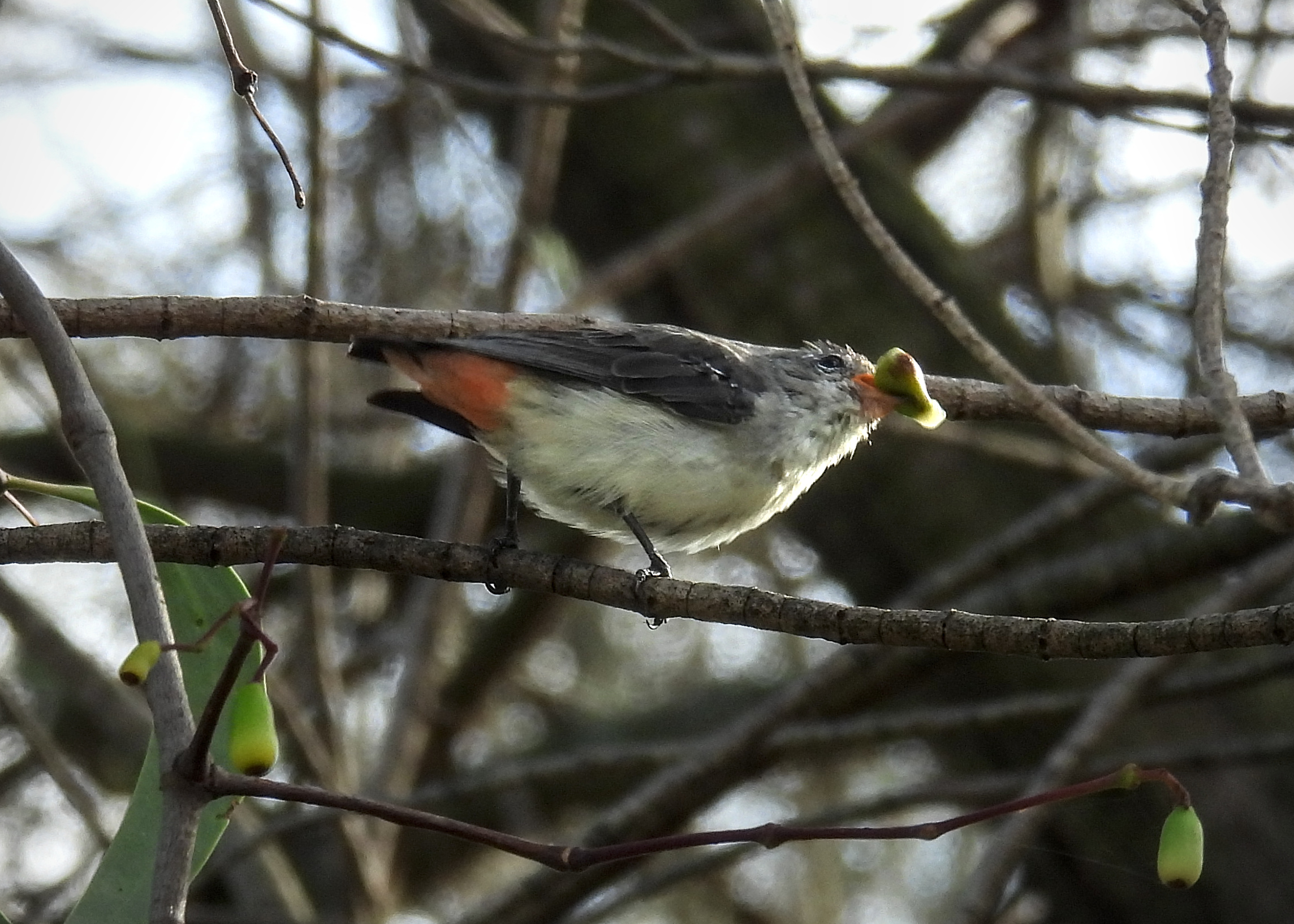 Mistletoebird
