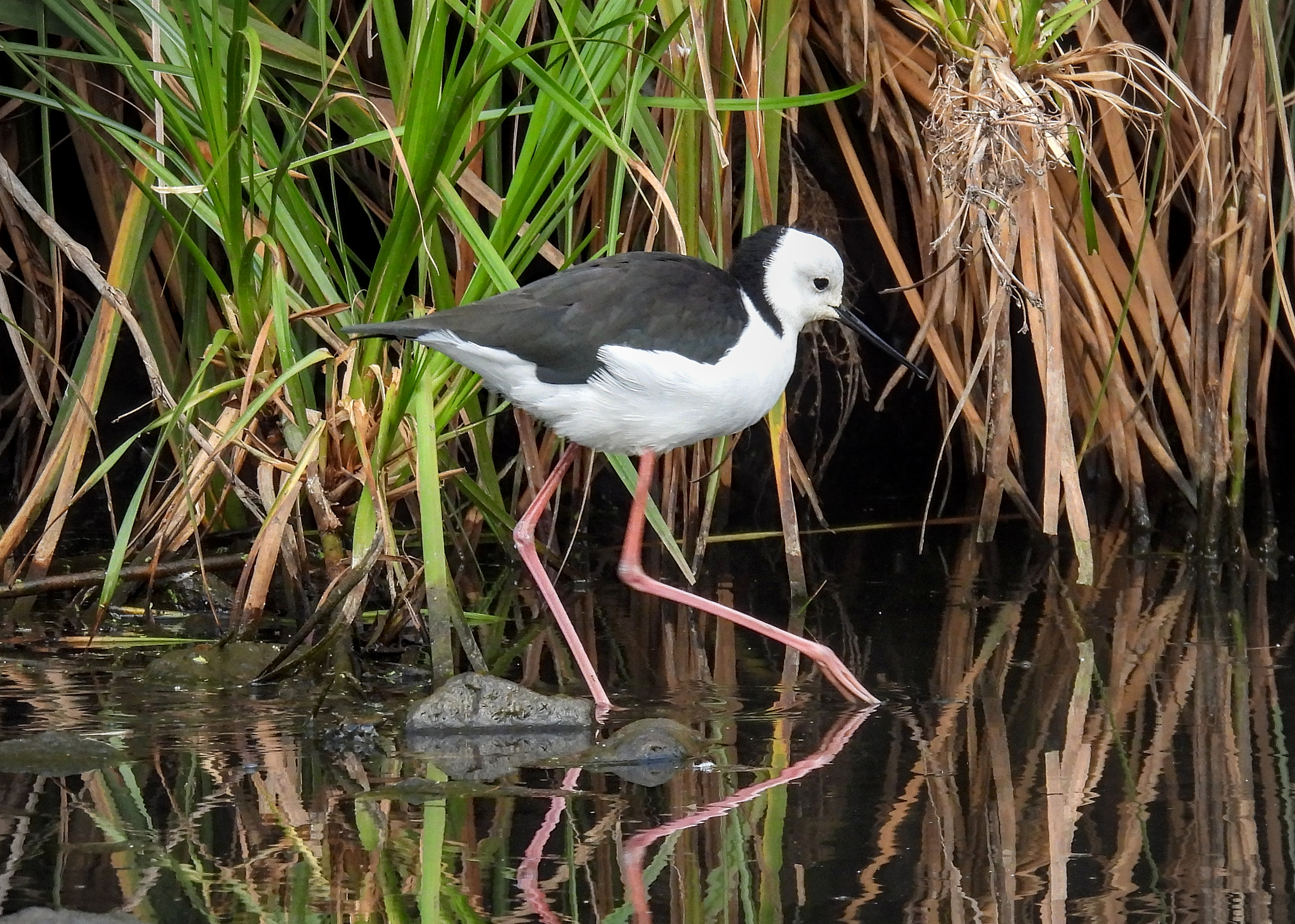 Pied Stilt