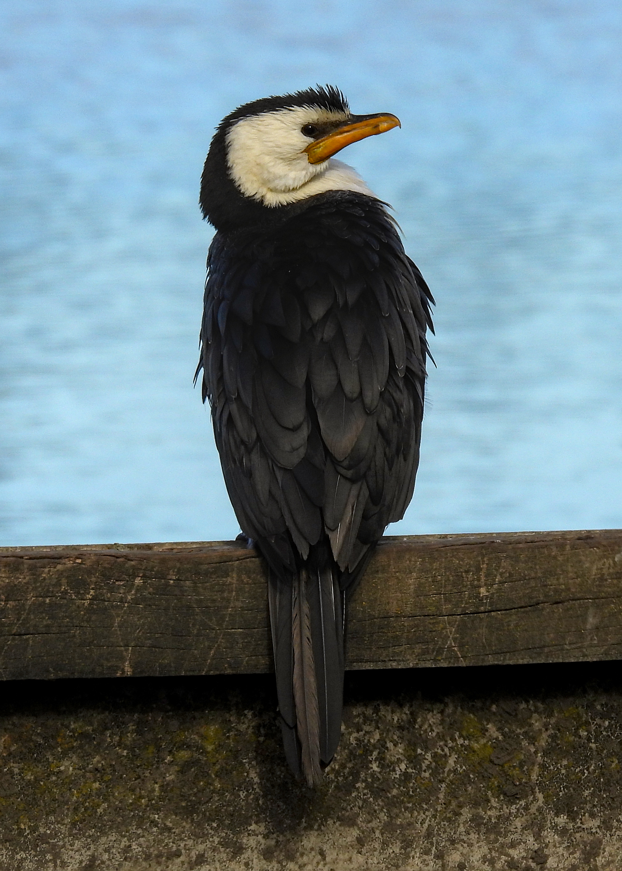 Little Pied Cormorant