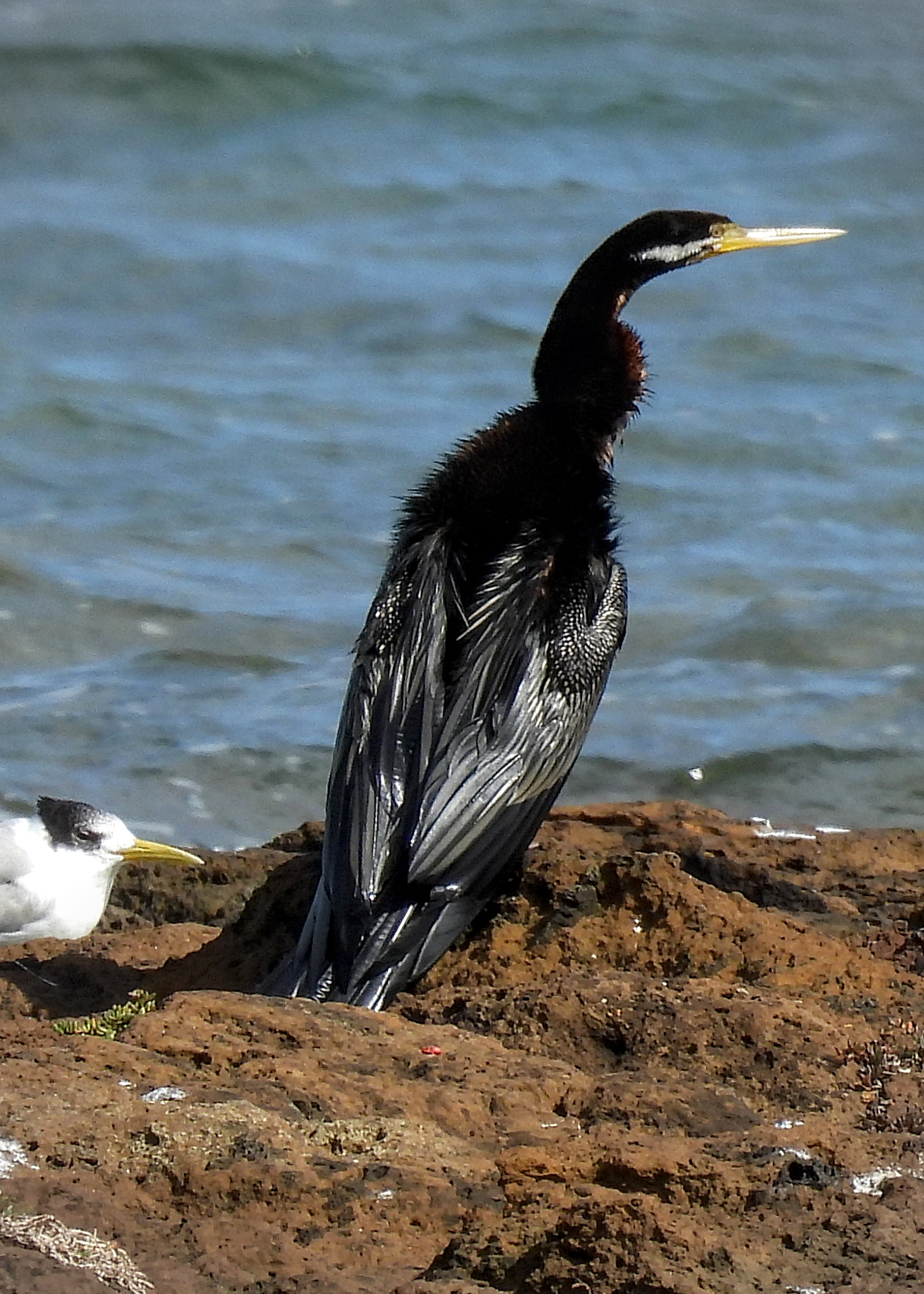 Australasian Darter
