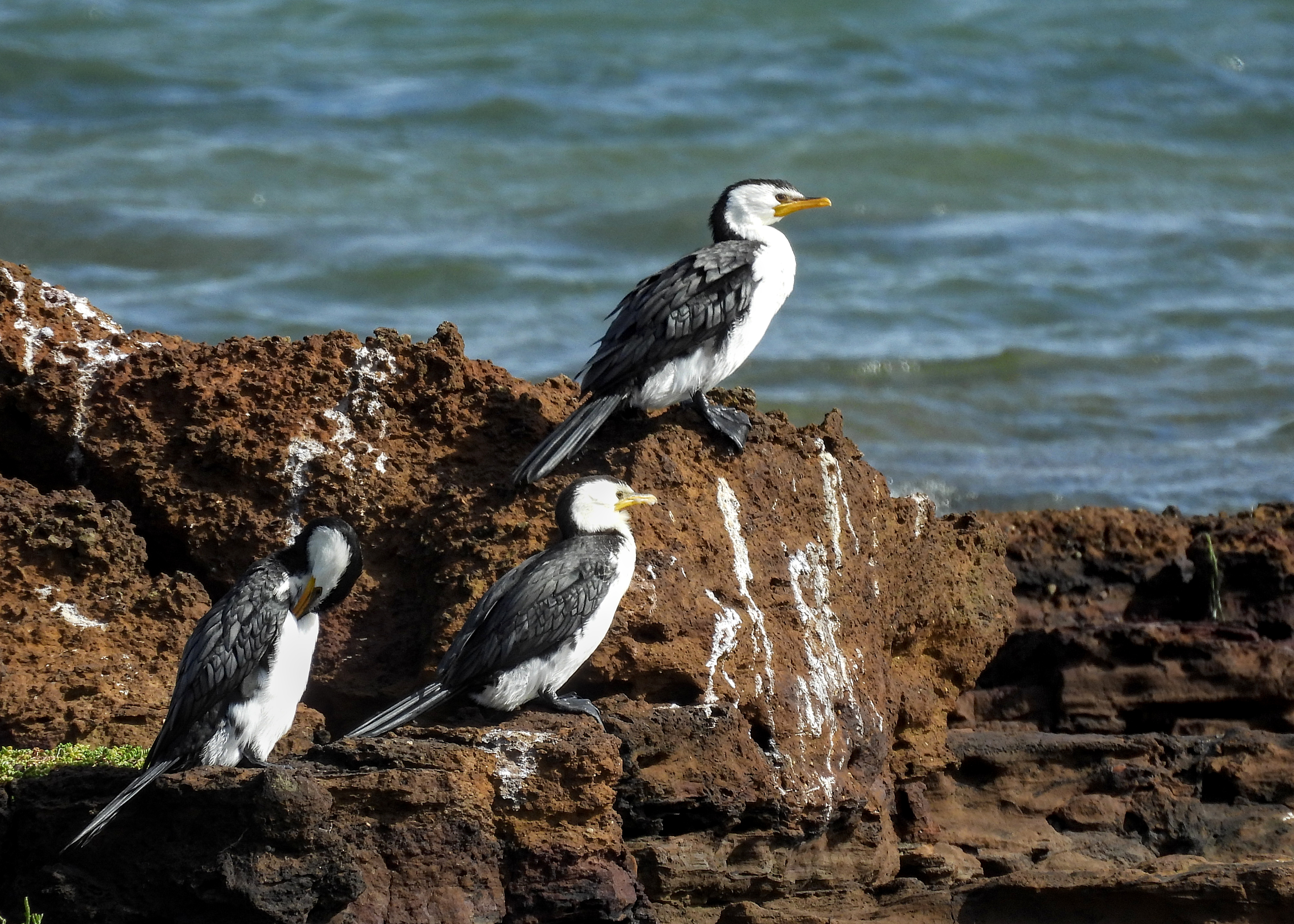 Little Pied Cormorant