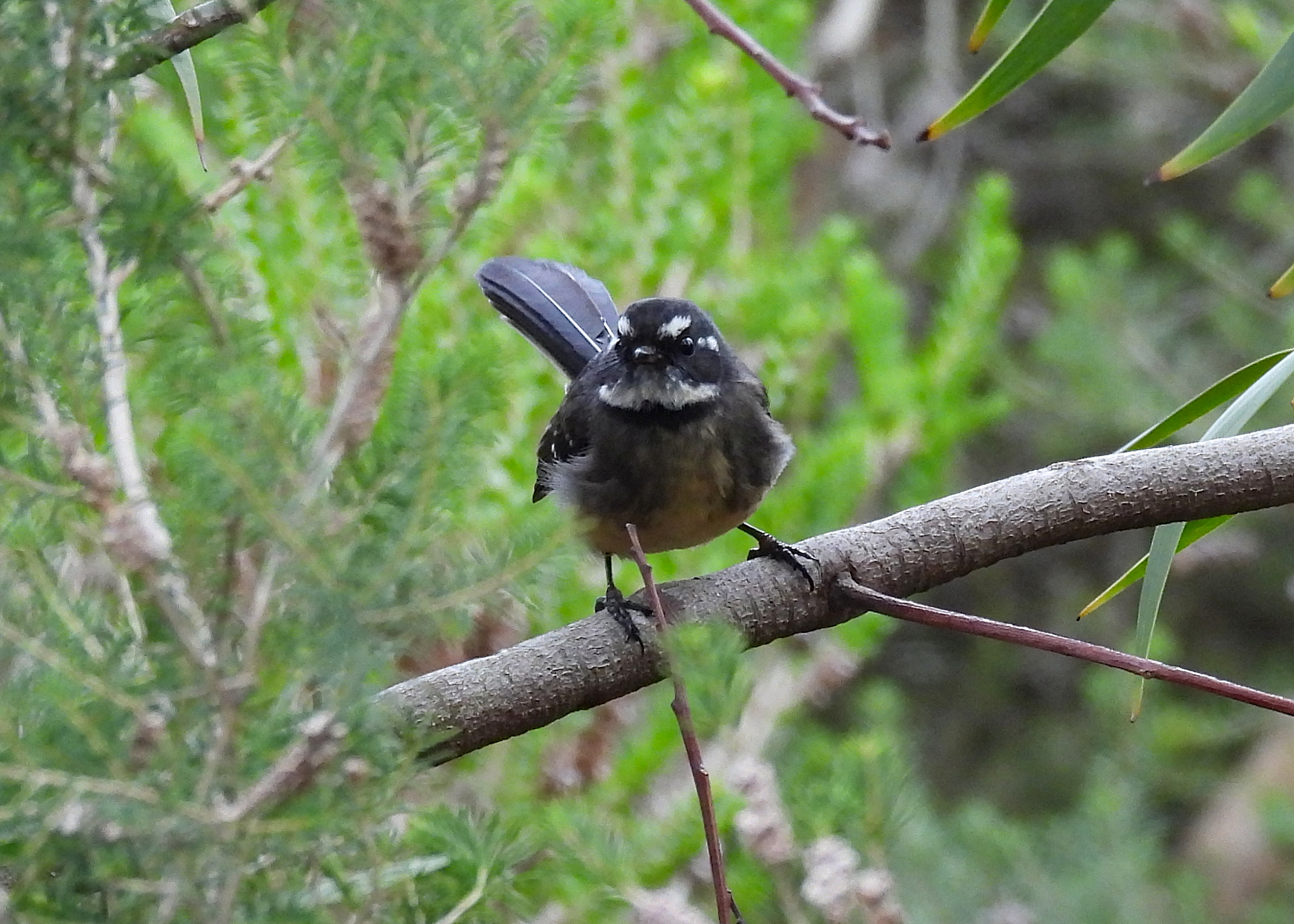 Gray Fantail