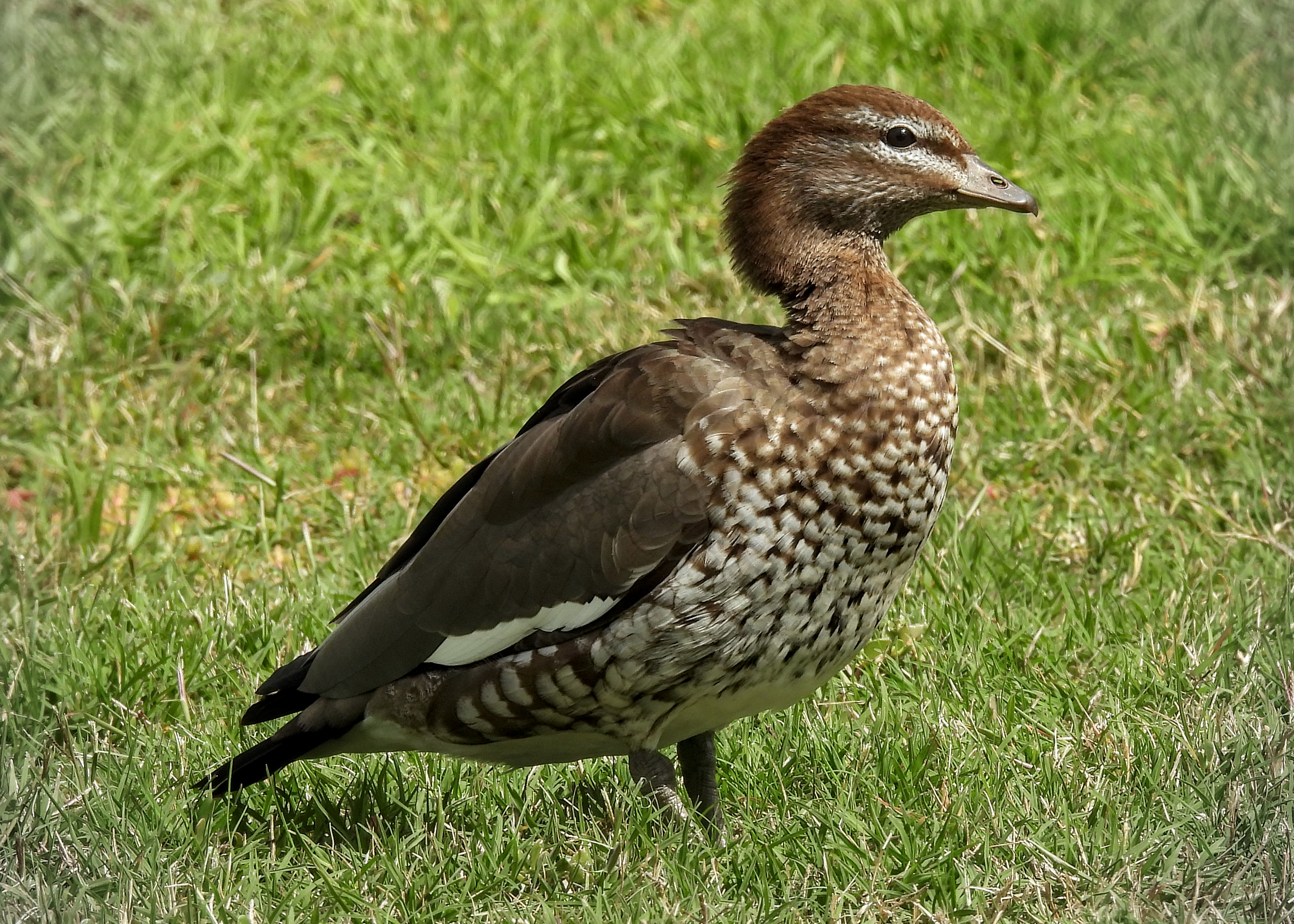 Maned Duck